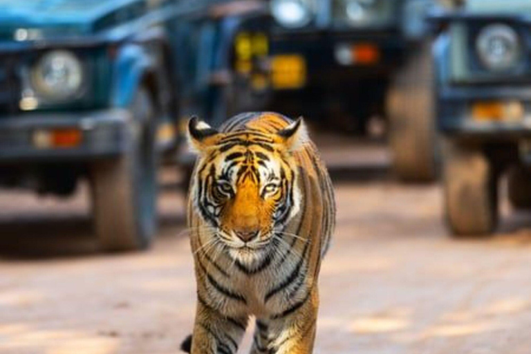 From Delhi: Multiday Golden Triangle Tour with Tiger Safari 4-days Golden Triangle Tour without Hotel