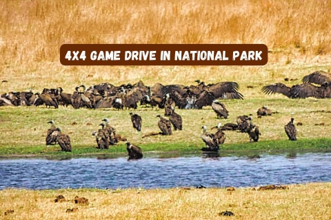 Wodospady Wiktorii: Park Narodowy Game Drive(Kopia) Wycieczka dla małych grup