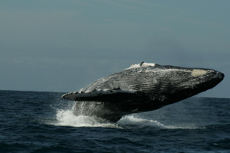 圣何塞卡波观鲸日出之旅