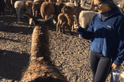 San Pedro de Atacama : Caravane Lhamas