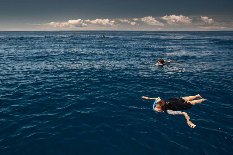 Snorkeling della fauna selvatica nell&#039;isola di Terceira