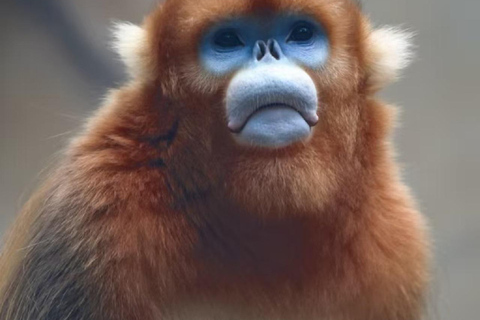 Guangzhou: Guangzhou Zoo Official Entry Ticket with Pandas Guangzhou Zoo Official Entry Ticket with Pandas