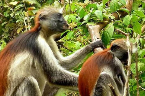 Jozani Forest & Turquoise Waters Turtle Swim at Salaam Cave TOUR WITHOUT HOTEL PICKUP AND DROP OFF