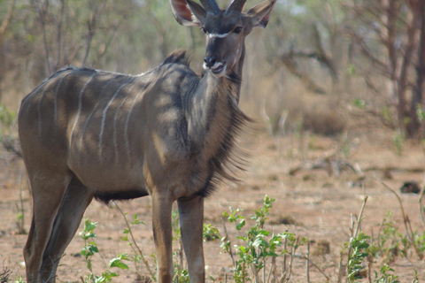 Excursão de safári de dia inteiro em Hwange