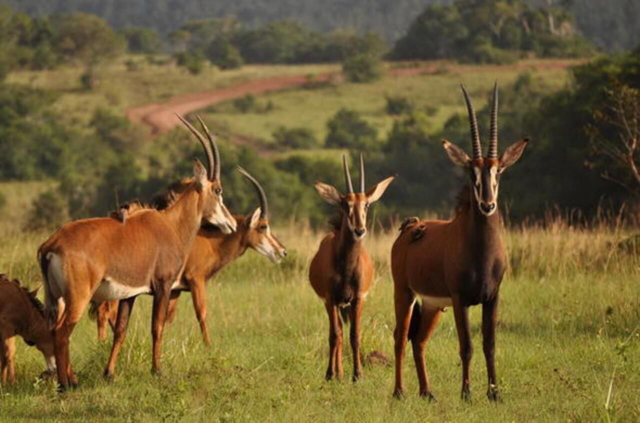Tagestour zum Shimba Hills Reserve: Von Mombasa und Diani