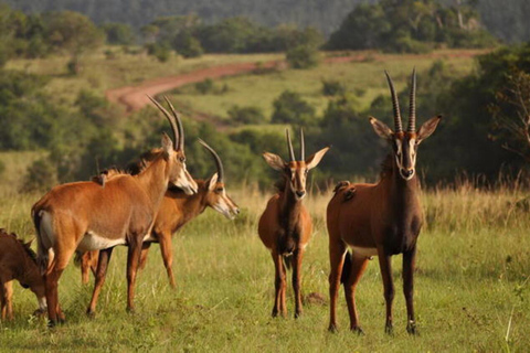 Shimba Hills Reserve Day Trip: From Mombasa and Diani