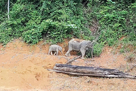 Cheow Larn Lake - Hiking - Cave Explore - Wildlife Safari Khao Sok National Park area - pick-up & drop-off