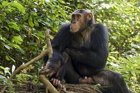 Entebbe: 4-Day Gorilla and Chimpanzee Trekking Tour