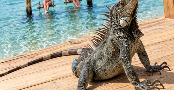 Willemstad: Hato Caves, Flamingos, and Kokomo Beach Tour