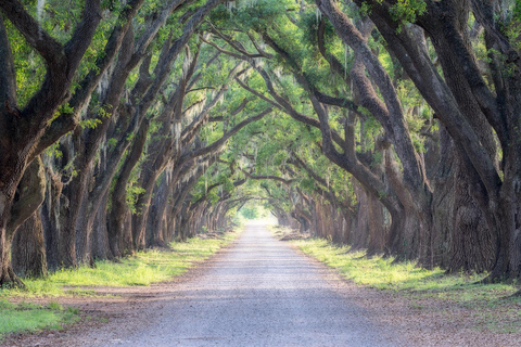 Bayous And Byways, Oak Alley Plantation And Kayak Swamp Tour