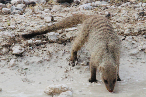 Windhoek: 3-Day Guided Safari in Etosha with Lodge