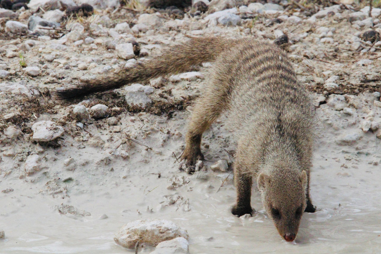Windhoek: 3-Day Guided Safari in Etosha with Lodge