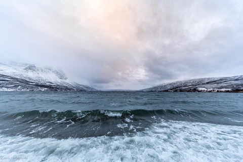 Från Kiruna: Narvik stad och fjorden dagsutflykt