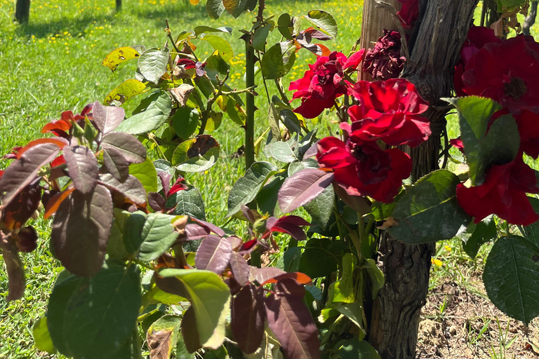 Florence: Pisa, Siena, & San Gimignano Day Trip with Lunch VIP SMALL GROUP