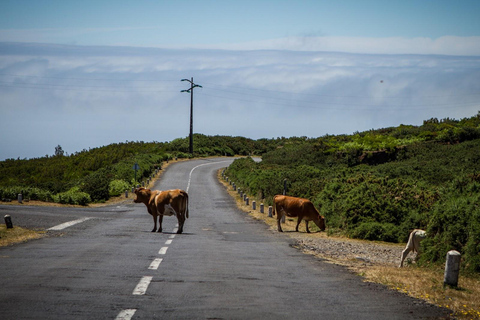 Madeira: Fanal Forest, Porto Moniz North Coast Villages 4x4 Madeira: Private Fanal Forest & Porto Moniz North Coast 4x4