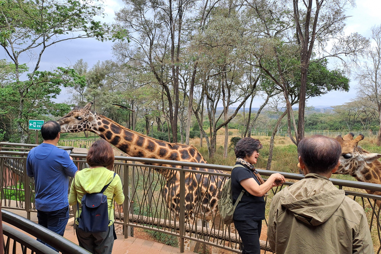 Nairobi: Orfanotrofio degli elefanti e delle giraffe David Sheldrick ...