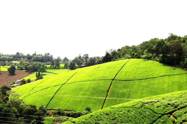 Granja de té desde Nairobi (Kiambethu)