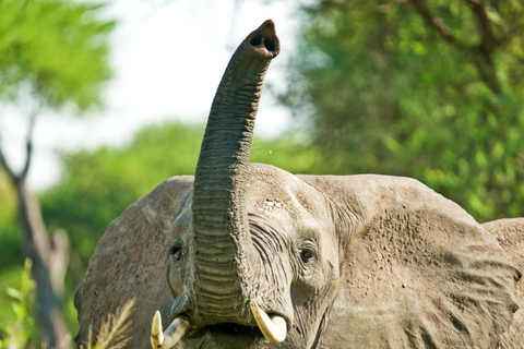 Arusha: 5-Day Big Time Mid-Range Safari