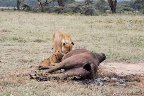4 days Tsavo East, Amboseli and saltlick lodge safari
