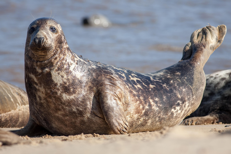 Seahouses: Seabird and Seal Cruise of the Farne Islands
