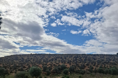 From Tunis: Berber Heritage & Organic Olive Oil Tasting Tour Tunis-Hammamet: Organic Olive Oil Mill Tour & Tasting