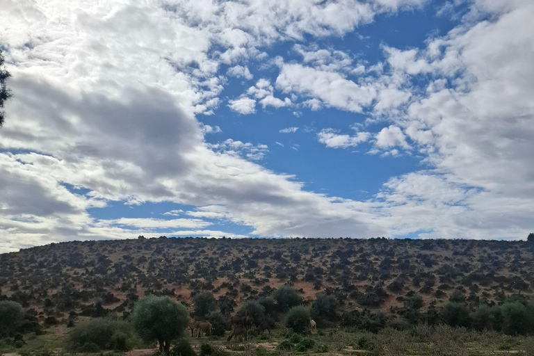 From Tunis: Berber Heritage & Organic Olive Oil Tasting Tour Tunis-Hammamet: Organic Olive Oil Mill Tour & Tasting