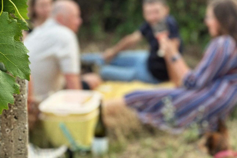 Bratislava: Vineyard Walk and Wine Picnic with Winemaker