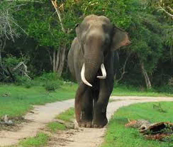 Visit From Ella - Udawalawa Safari & Elephant Transit Home Tour in Badulla, Sri Lanka