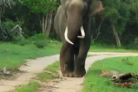 From Ella :- Udawalawa Safari & Elephant Transit Home Tour