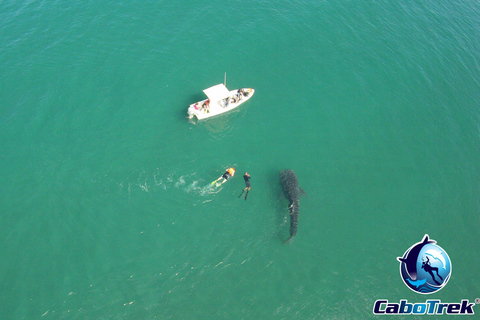 Whale Shark Experience