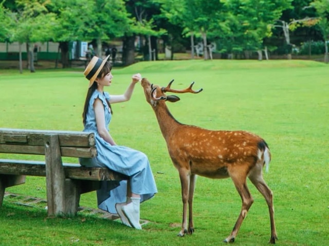 Nara: Deer Park & UNESCO Sites Day Trip with Hotel Pickup