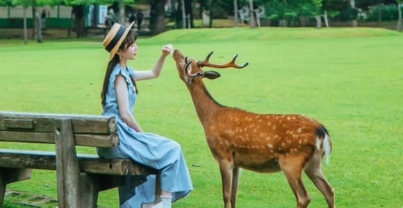 Nara: Hirschpark & UNESCO-Stätten – Tagestour mit Hotelabholung