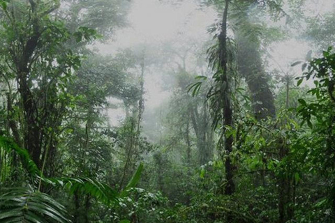 Monteverde Cloud Forest and Butterflies Garden Tour