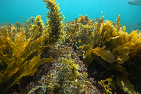 Visite guidée de l&#039;île de Goat Island en plongée avec tuba pour les plongeurs expérimentésVisite guidée de Goat Island en plongée libre pour les plongeurs avancés