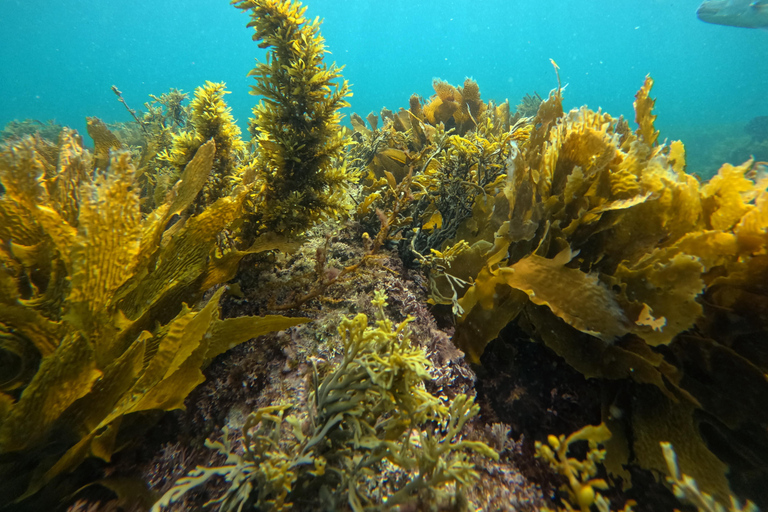 Visite guidée de l&#039;île de Goat Island en plongée avec tuba pour les plongeurs expérimentésVisite guidée de Goat Island en plongée libre pour les plongeurs avancés