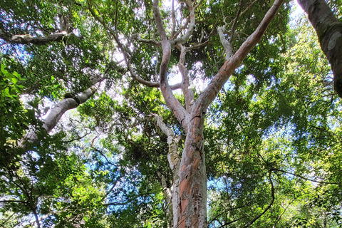 Iguazu Extreme Day: Sunrise, São João Trail & Macuco Safari