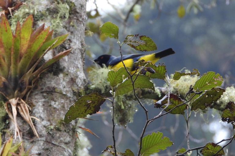 Near Papallacta: hiking in private natural reserve + lunch