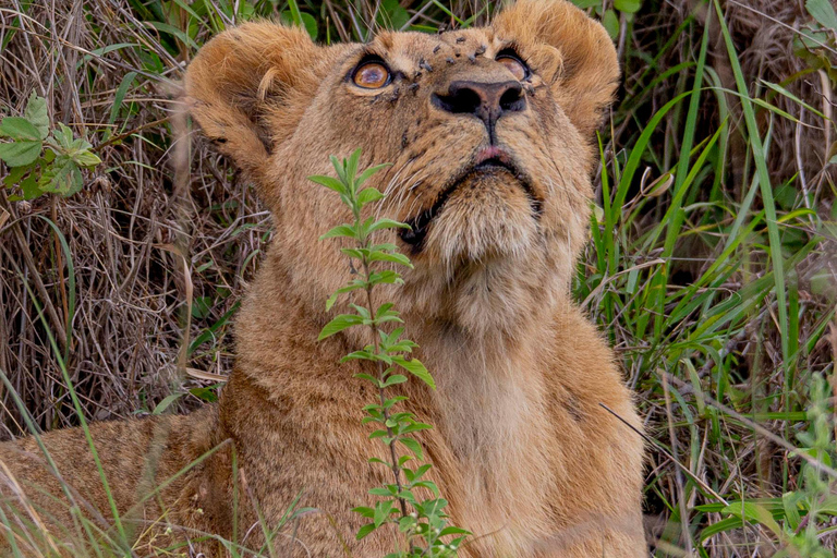 Nairobi: National Park Guided Game Drive Nairobi National Park Private Game Drive