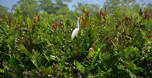 South Coast: Pelican Bar & Black River Safari Experience