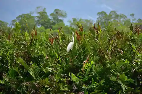 South Coast: Pelican Bar & Black River Safari Experience