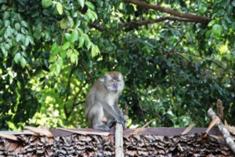 Bintan Tour Mangrove or Fireflies Fireflies Tour