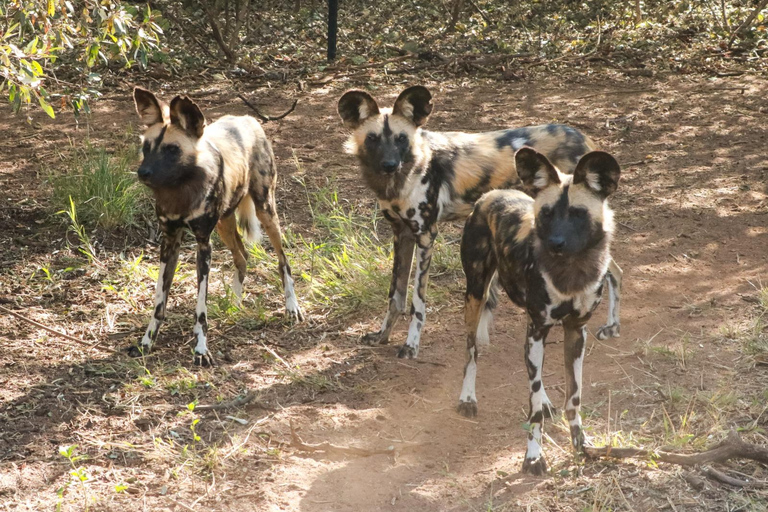Pilanesberg National Park