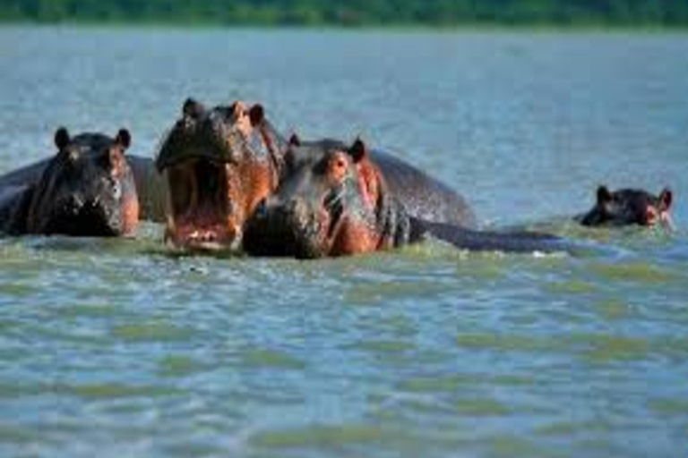 Nairobi: Excursión de 3 días a Masai Mara y Lago Naivasha