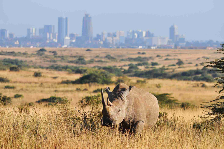 Passeio matinal ou vespertino pelo Parque Nacional de NairobiPasseio de carro pelo Parque Nacional de Nairóbi