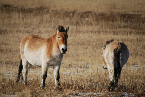 Hustai National Park Wild Horse Sunset Tour