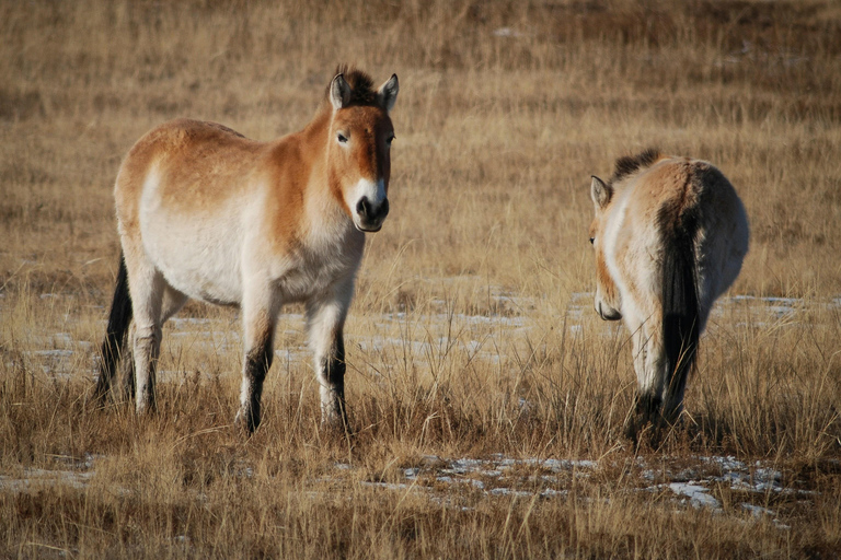 Hustai National Park Wild Horse Sunset Tour