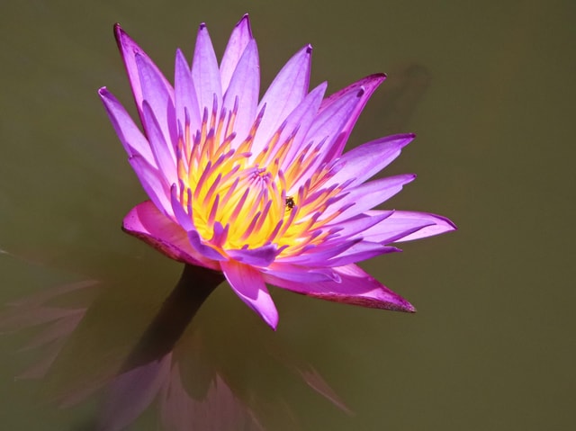 Explore the diversity of Colombo Wetlands