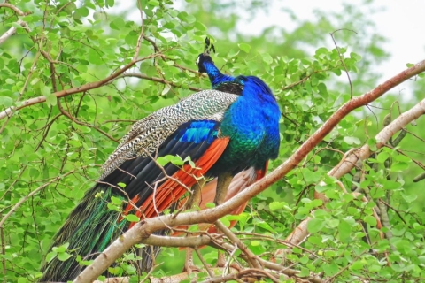 Von Negombo aus: Yala National Park Safari Tagesausflug