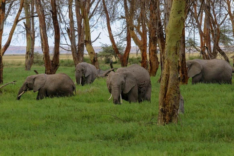 4 days Tsavo East, Amboseli and saltlick lodge safari
