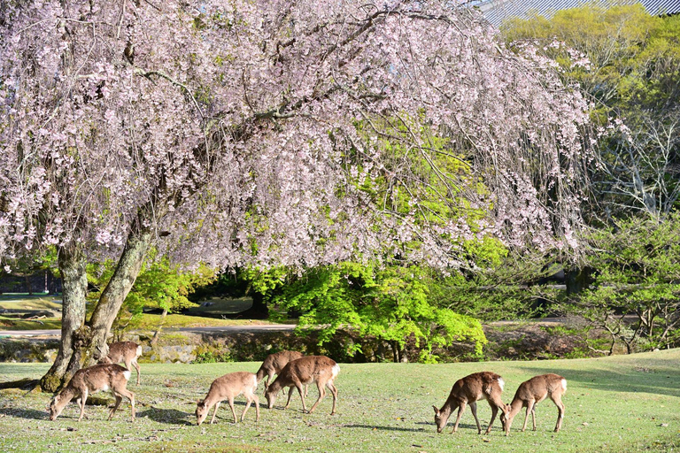 Osaka: Kyoto Scenic Day &amp; Night Busstur med Kobe Beef
